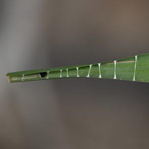 Ochlodes sylvanus (Esper, 1777) Rostfarbiger Dickkopffalter