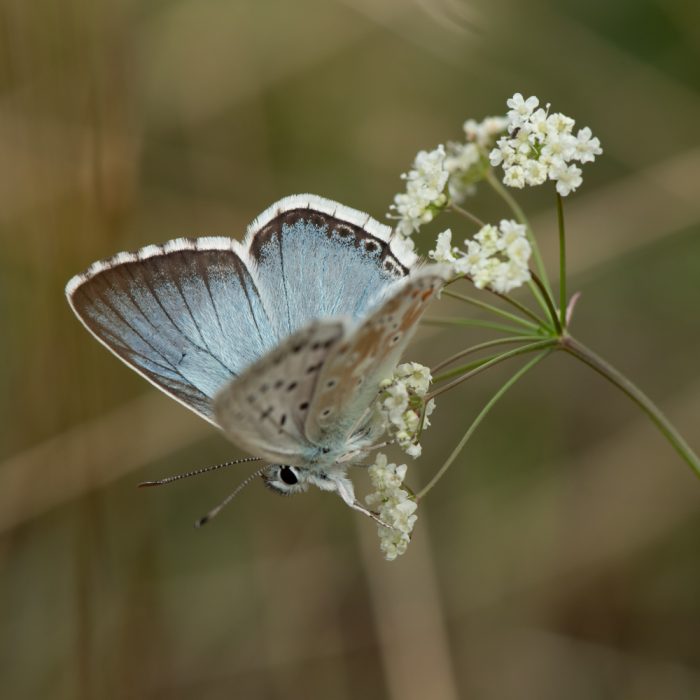 Lysandra coridon (Poda, 1761) Silbergrüner Bläuling, Coridon-Bläuling