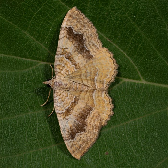 Camptogramma bilineata (Linnaeus, 1758) Ockergelber Blattspanner