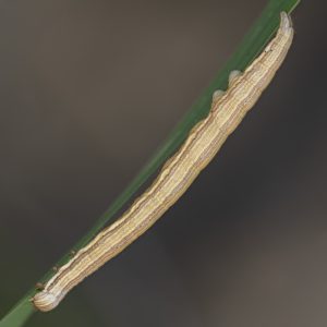 Euclidia mi (Clerck, 1759) Scheck-Tageule