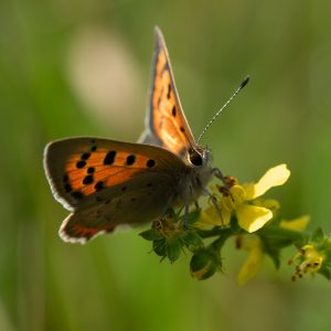 Lycaena phlaeas (Linnaeus, 1761) Kleiner Feuerfalter