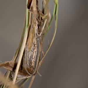 Euclidia mi (Clerck, 1759) Scheck-Tageule