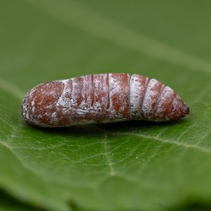 Euclidia mi (Clerck, 1759) Scheck-Tageule