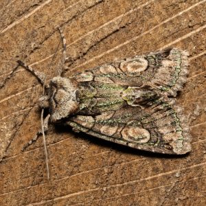Allophyes oxyacanthae (Linnaeus, 1758) Weißdorneule