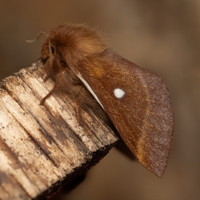 Eriogaster catax (Linnaeus, 1758) Hecken-Wollafter