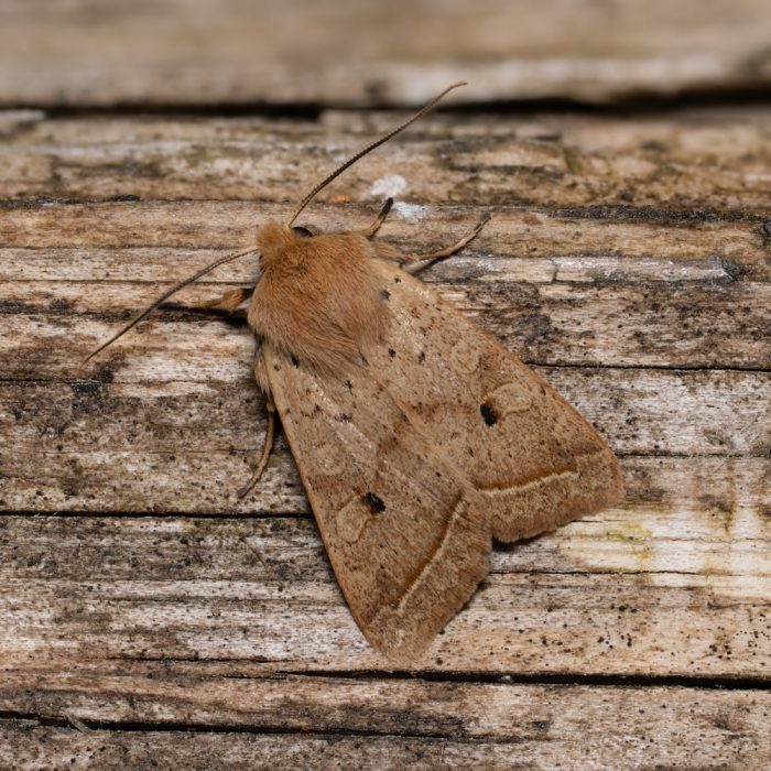 Agrochola macilenta (Hübner, 1809) Gelbbraune Herbsteule