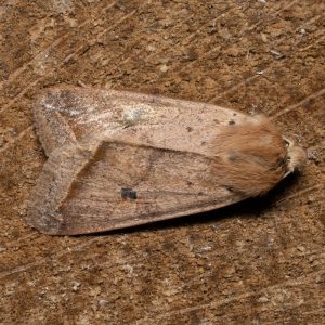 Agrochola macilenta (Hübner, 1809) Gelbbraune Herbsteule