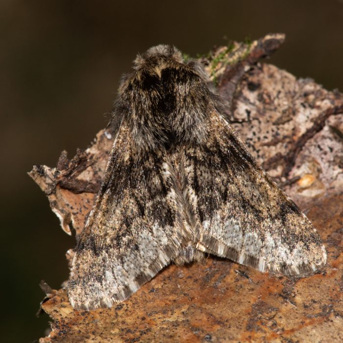 Apocheima hispidaria (Denis & Schiffermüller, 1775) Gelbfühler-Dickleibspanner