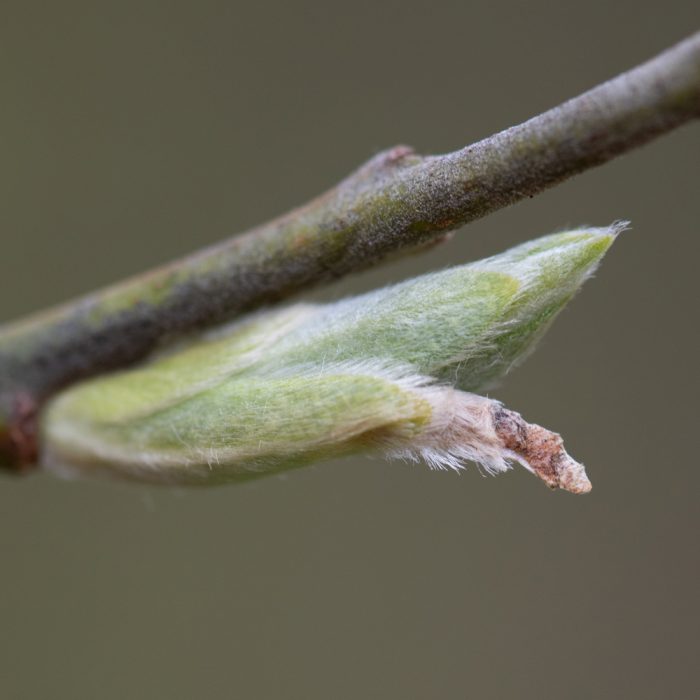 Coleophora lusciniaepennella (Treitschke, 1833) Salweiden-Sackmotte