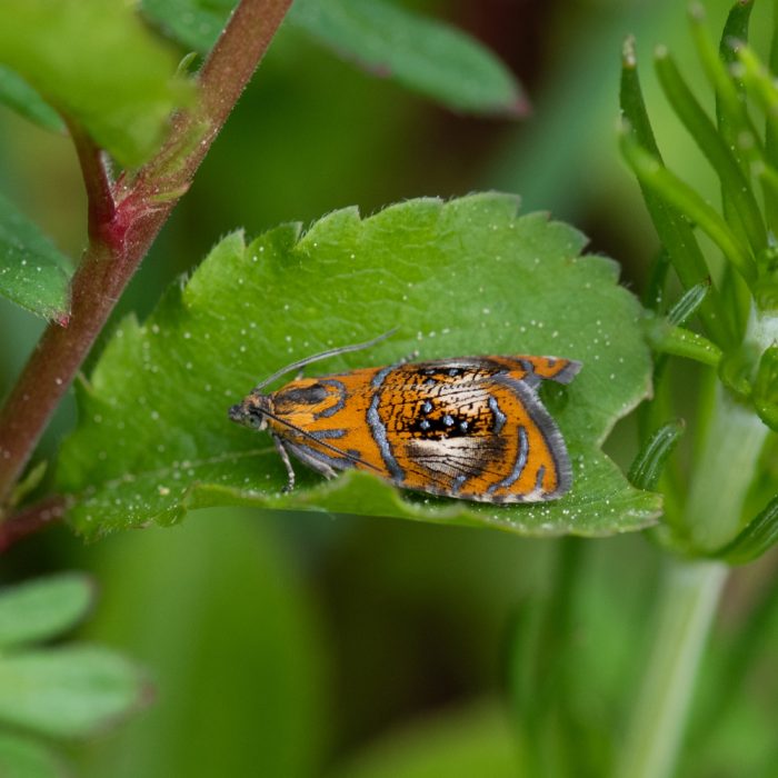 Olethreutes arcuella (Clerck, 1759) Pracht-Wickler