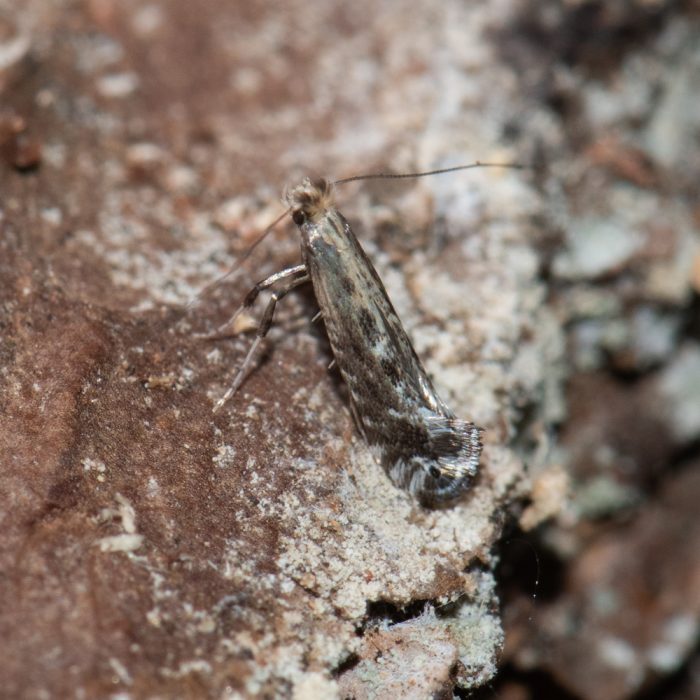 Parornix torquillella (Zeller, 1850) Große Schlehen-Randfaltenmotte