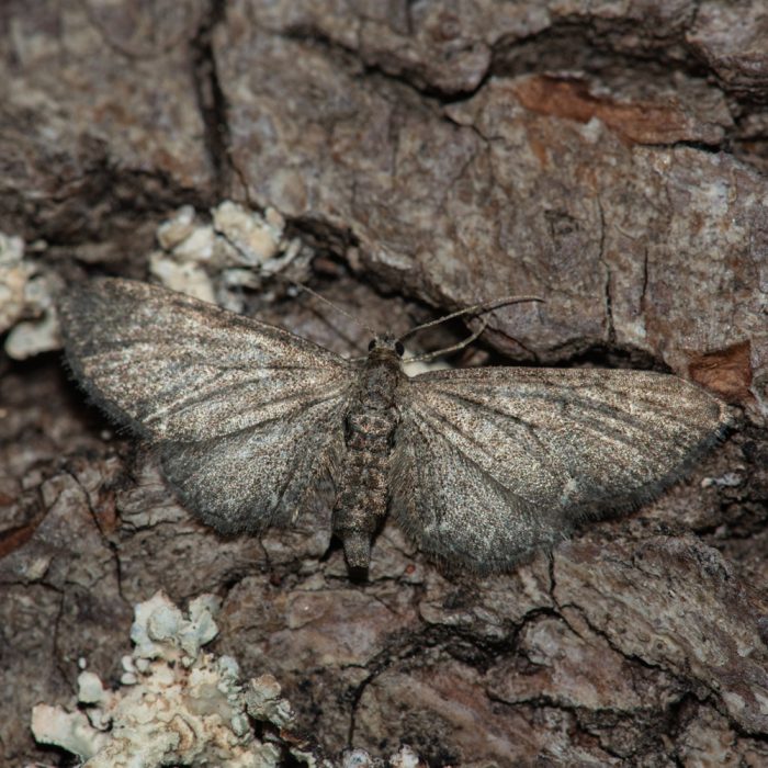 Eupithecia subfuscata (Haworth, 1809) Hochstaudenflur-Blütenspanner