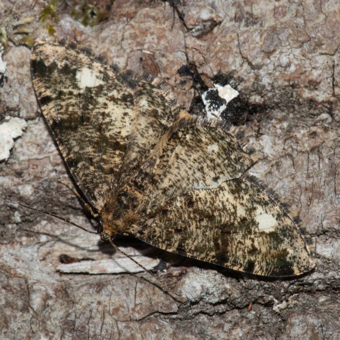 Parectropis similaria (Hufnagel, 1767) Weißfleck-Rindenspanner