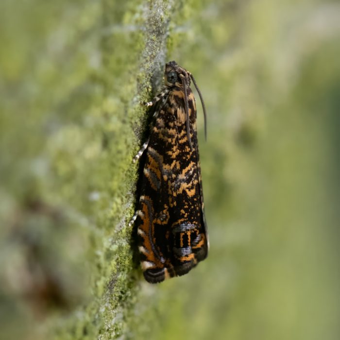 Enarmonia formosana (Scopoli, 1763) Obstbaumrindenwickler