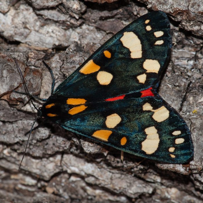 Callimorpha dominula (Linnaeus, 1758) Schönbär