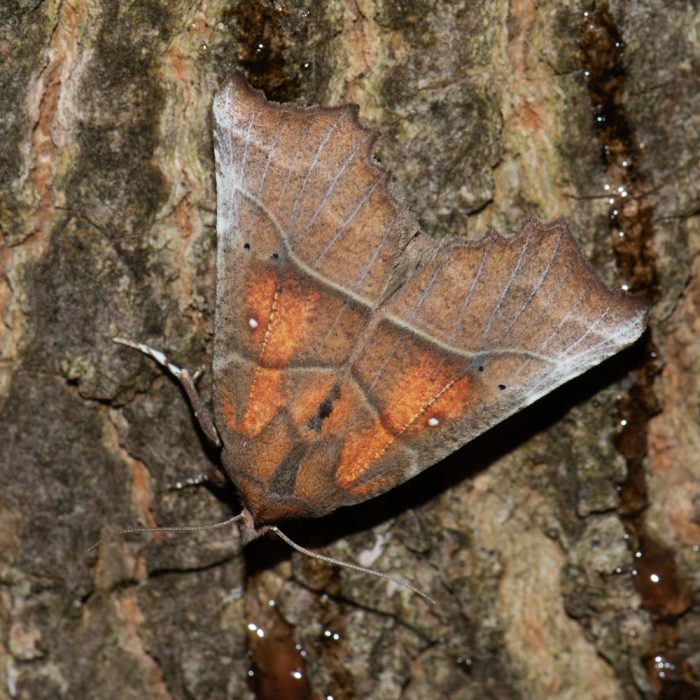 Scoliopteryx libatrix (Linnaeus, 1758) Zackeneule, Zimteule, Krebssuppe