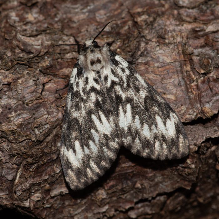 Lymantria monacha (Linnaeus, 1758) Nonne