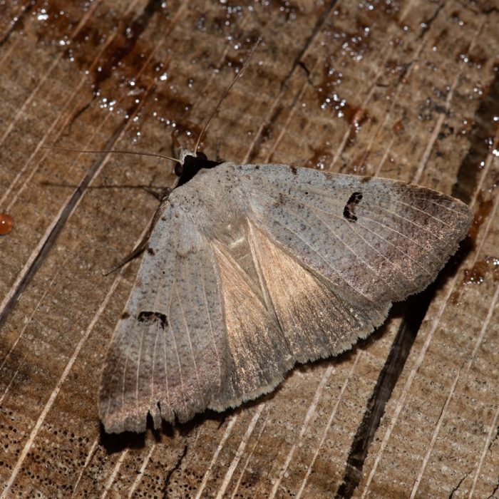 Lygephila craccae (Denis & Schiffermüller, 1775) Randfleck-Wickeneule
