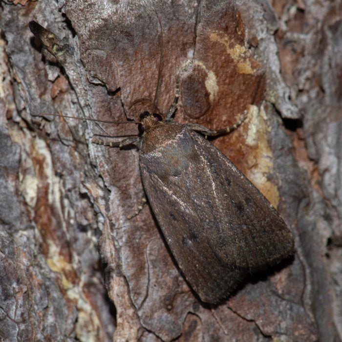 Amphipyra tragopoginis (Clerck, 1759) Dreipunkt-Glanzeule