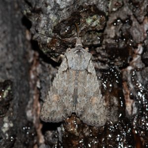 Lithophane ornitopus (Hufnagel, 1766) Hellgraue Holzeule