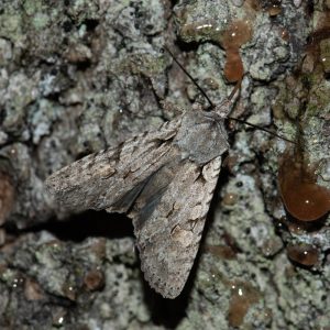 Lithophane ornitopus (Hufnagel, 1766) Hellgraue Holzeule