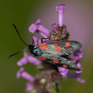 Zygaena filipendulae subsp. stoechadis