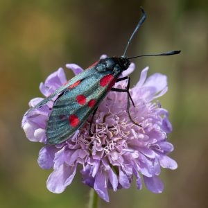 Zygaena filipendulae subsp. stoechadis