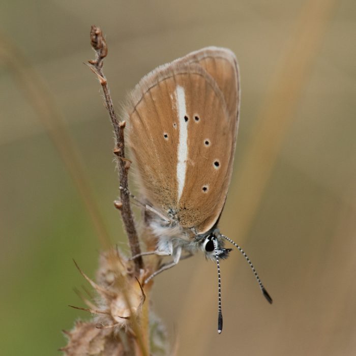 Polyommatus ripartii (Freyer, 1830) Ripart's Bläuling