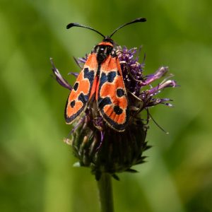 Zygaena fausta subsp. alpiummicans