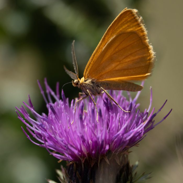 Crocota tinctaria (Hübner, 1799) Dottergelber Alpenwiesenspanner