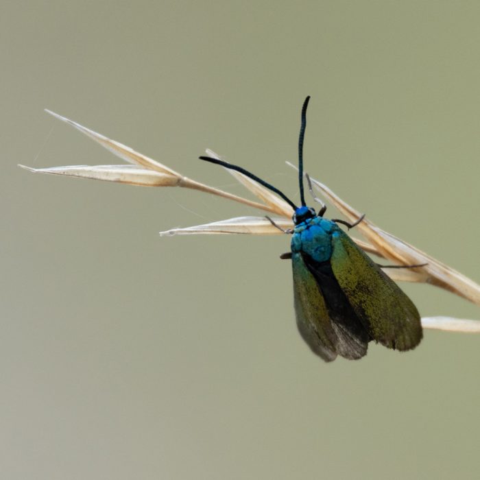 Jordanita chloros (Hübner, 1813) Kupferglanz-Grünwidderchen
