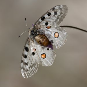 Parnassius apollo (Linnaeus, 1758) Roter Apollo
