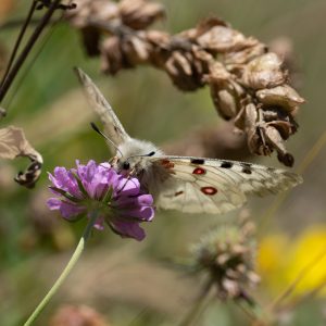 Parnassius apollo (Linnaeus, 1758) Roter Apollo