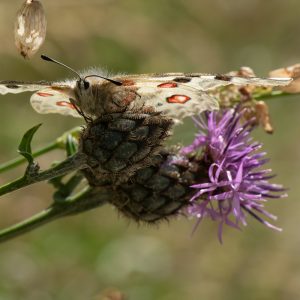 Parnassius apollo (Linnaeus, 1758) Roter Apollo