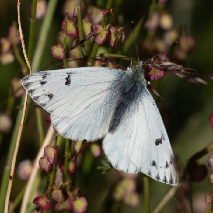 Pontia callidice (Hübner, 1800) Alpenweißling