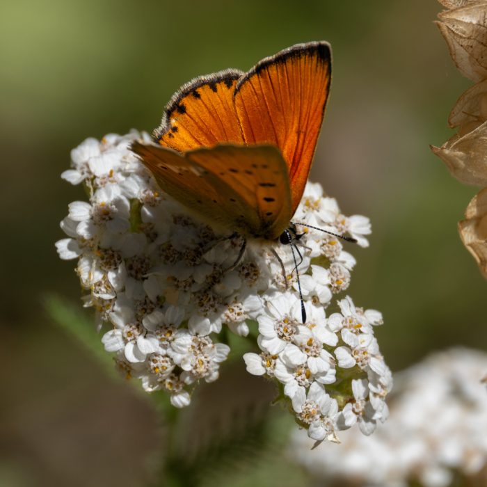 Lycaena virgaureae (Linnaeus, 1758) Dukaten-Feuerfalter