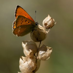 Lycaena virgaureae (Linnaeus, 1758) Dukaten-Feuerfalter