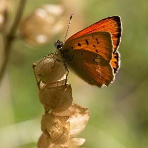 Lycaena virgaureae (Linnaeus, 1758) Dukaten-Feuerfalter