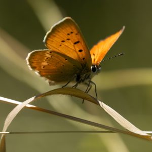 Lycaena virgaureae (Linnaeus, 1758) Dukaten-Feuerfalter