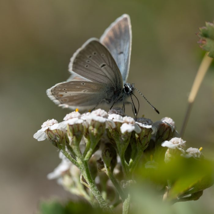 Aricia nicias (Meigen, 1829) Nicias-Bläuling