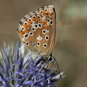 Lysandra bellargus (Rottemburg, 1775) Himmelblauer Bläuling