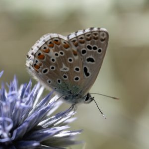 Lysandra bellargus (Rottemburg, 1775) Himmelblauer Bläuling