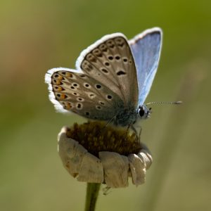 Polyommatus escheri (Hübner, 1823) Escher-Bläuling