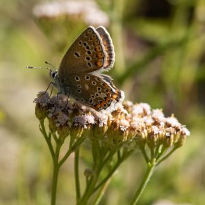 Polyommatus escheri (Hübner, 1823) Escher-Bläuling