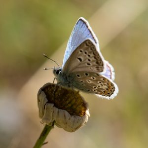 Polyommatus escheri (Hübner, 1823) Escher-Bläuling