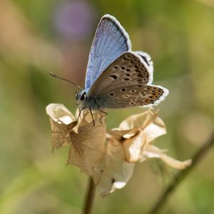 Polyommatus escheri (Hübner, 1823) Escher-Bläuling