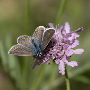 Polyommatus escheri (Hübner, 1823) Escher-Bläuling