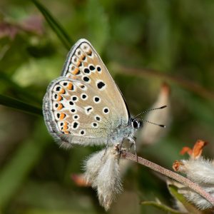 Polyommatus escheri (Hübner, 1823) Escher-Bläuling