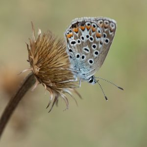 Polyommatus escheri (Hübner, 1823) Escher-Bläuling