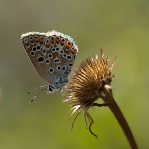 Polyommatus escheri (Hübner, 1823) Escher-Bläuling